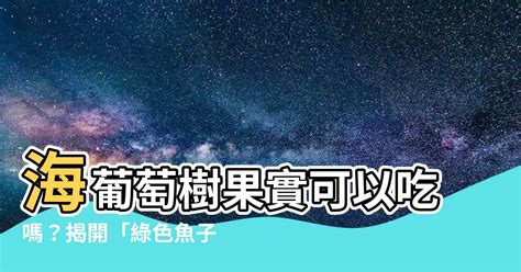 海葡萄樹果實可以吃嗎|海葡萄食用禁忌何時解？